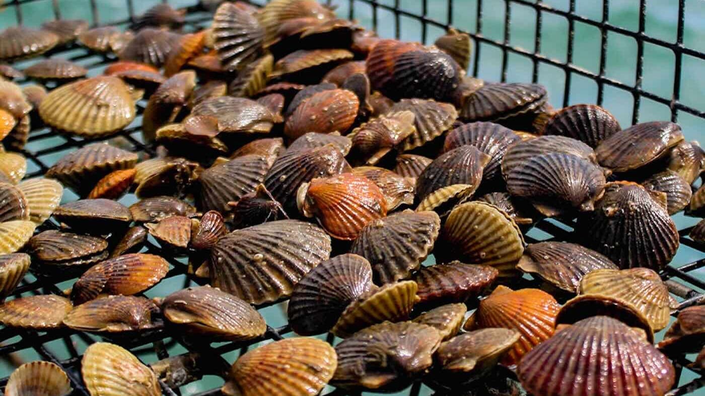 From Extinction to Reinvention: Bay Scallops Make Their Splashy Comeback!