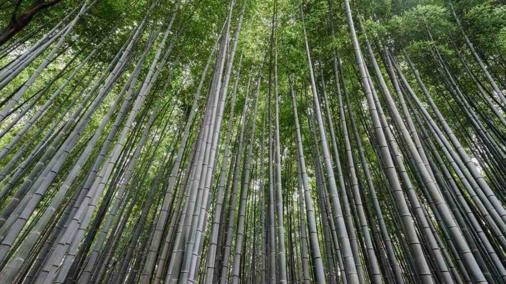 Bamboo: The Surprising Superstar in the Battle Against Plastic Pollution!