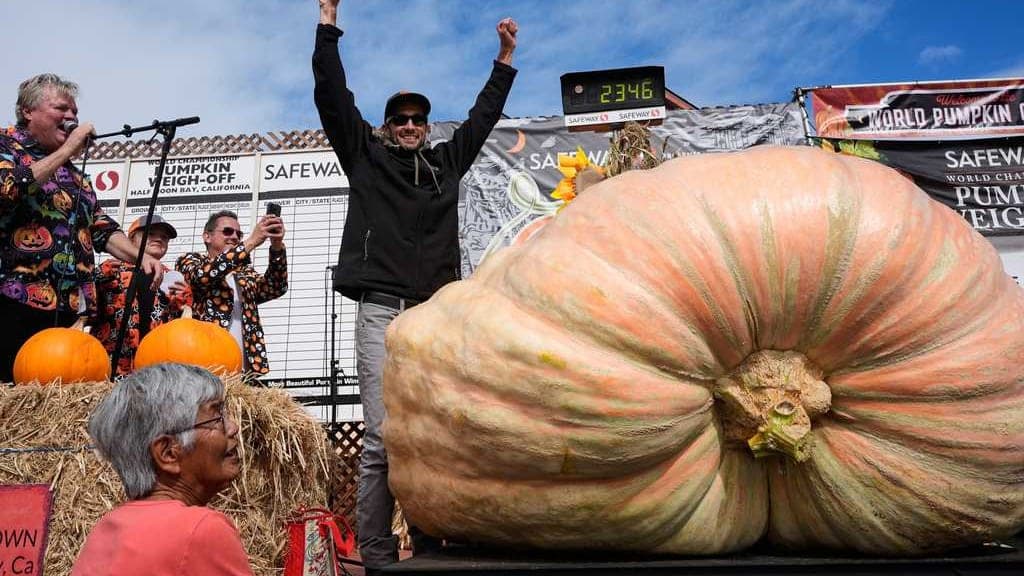 California Engineer Grows Pumpkin So Big, It Could Compete for a Car Insurance Policy!