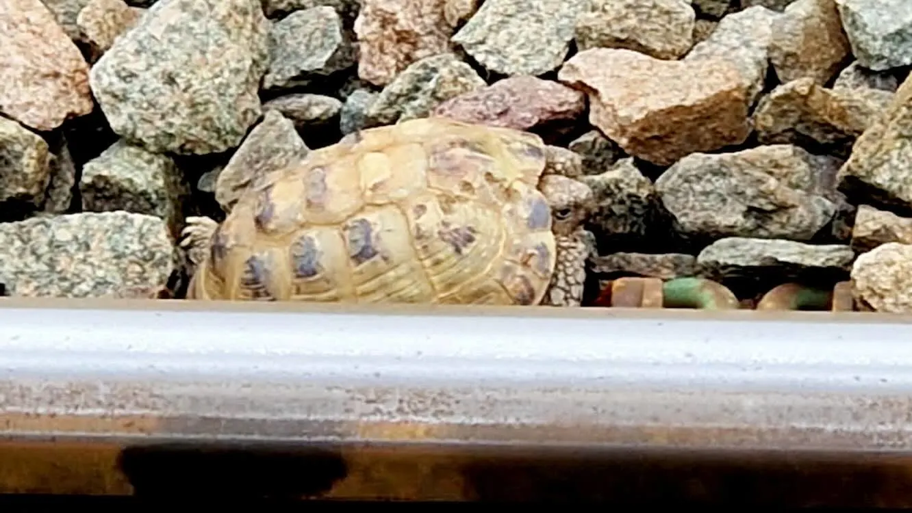 Tortoise Takes a Train: How One Pet's Adventure Made Waves on the Tracks
