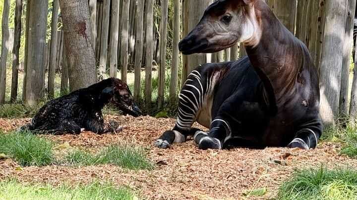 Welcome to the World, Little Okapi: Sacramento Zoo Celebrates a Historical Birth!
