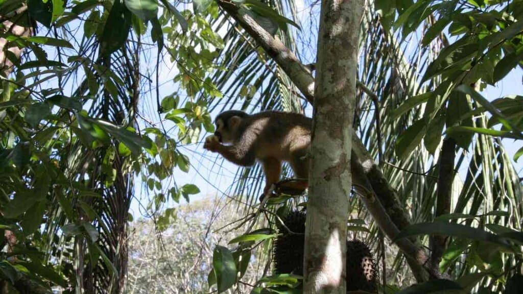 Suriname's Bold Move: Protecting Rainforests Like a Boss!