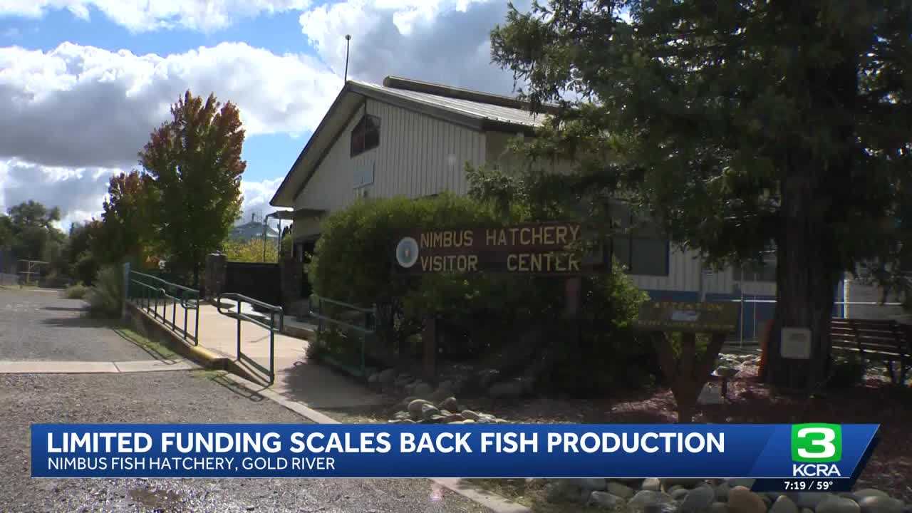 Funding Cuts Could Mean Fewer Fish: What's Next for Nimbus Hatchery?