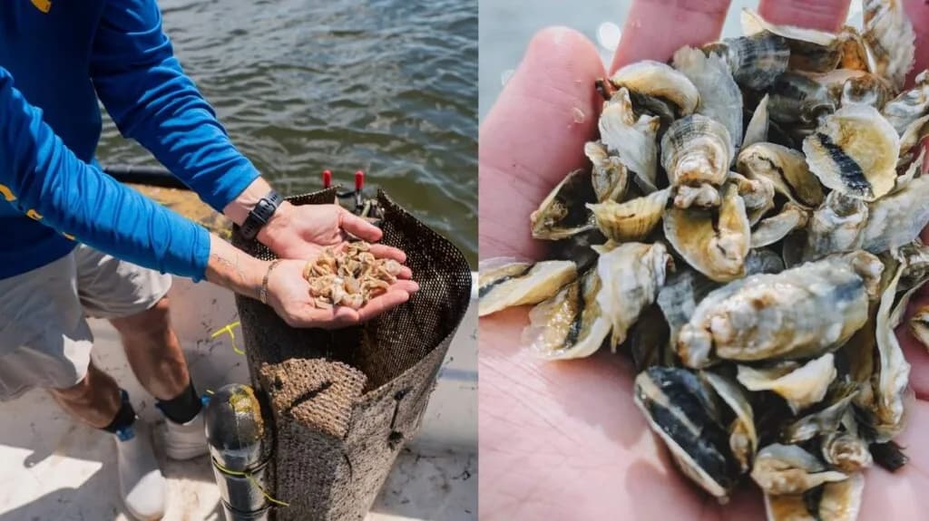 Unlocking the Secrets of Everglades Oysters: The Unexpected Rise of Florida’s Seafood Stars!