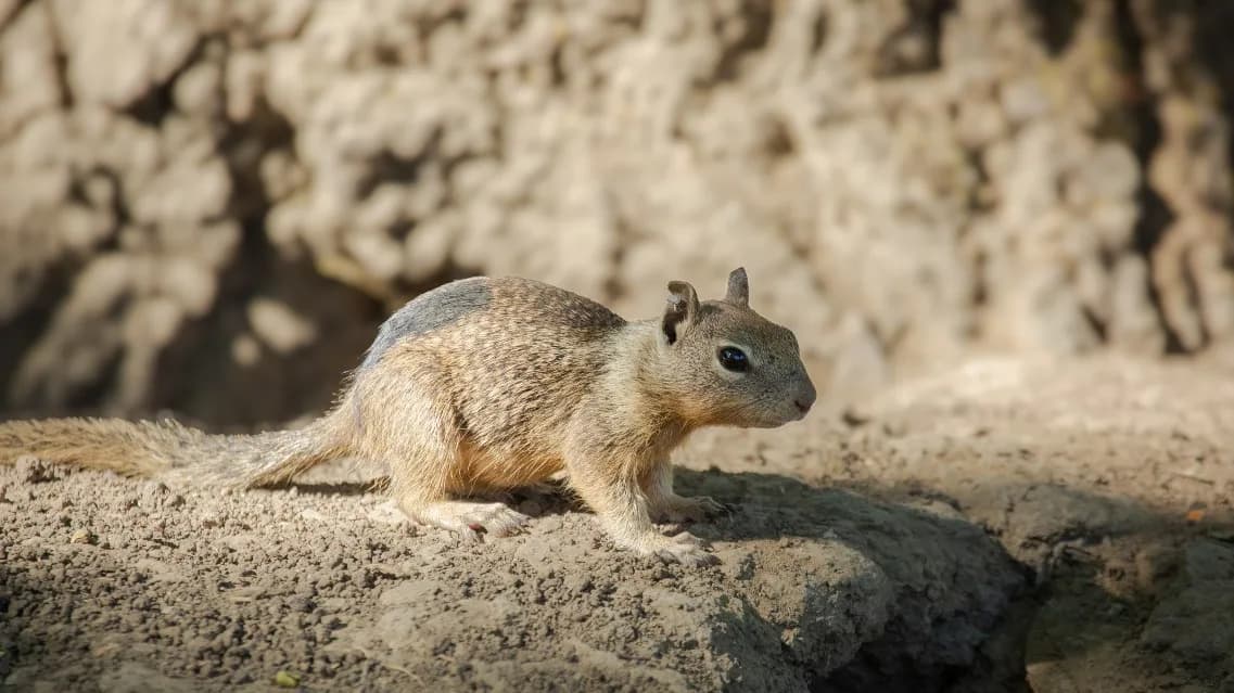 Squirrel Surprises: What California's Ground Dwellers Teach Us About Survival!