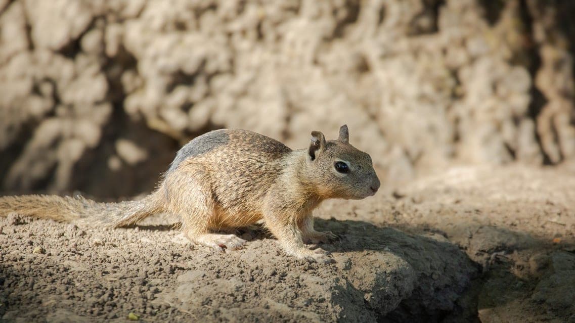 Squirrel Surprises: What California's Ground Dwellers Teach Us About Survival!