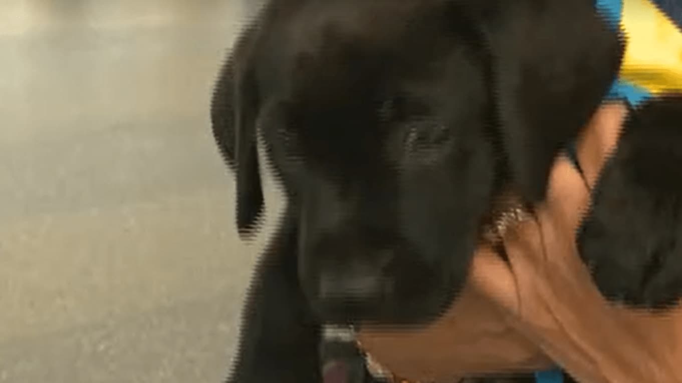 From Girls Trip to Puppy Rescue: The Pawsitively Adorable Journey Begins!