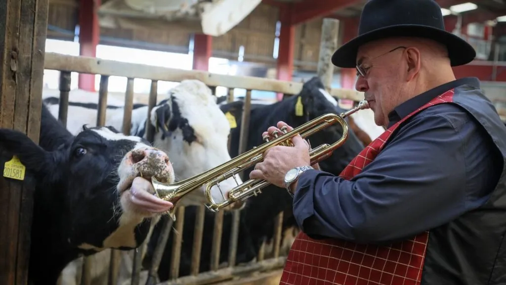 Cows Get Jazzed Up: How a Live Band Aims to Boost Milk Production!