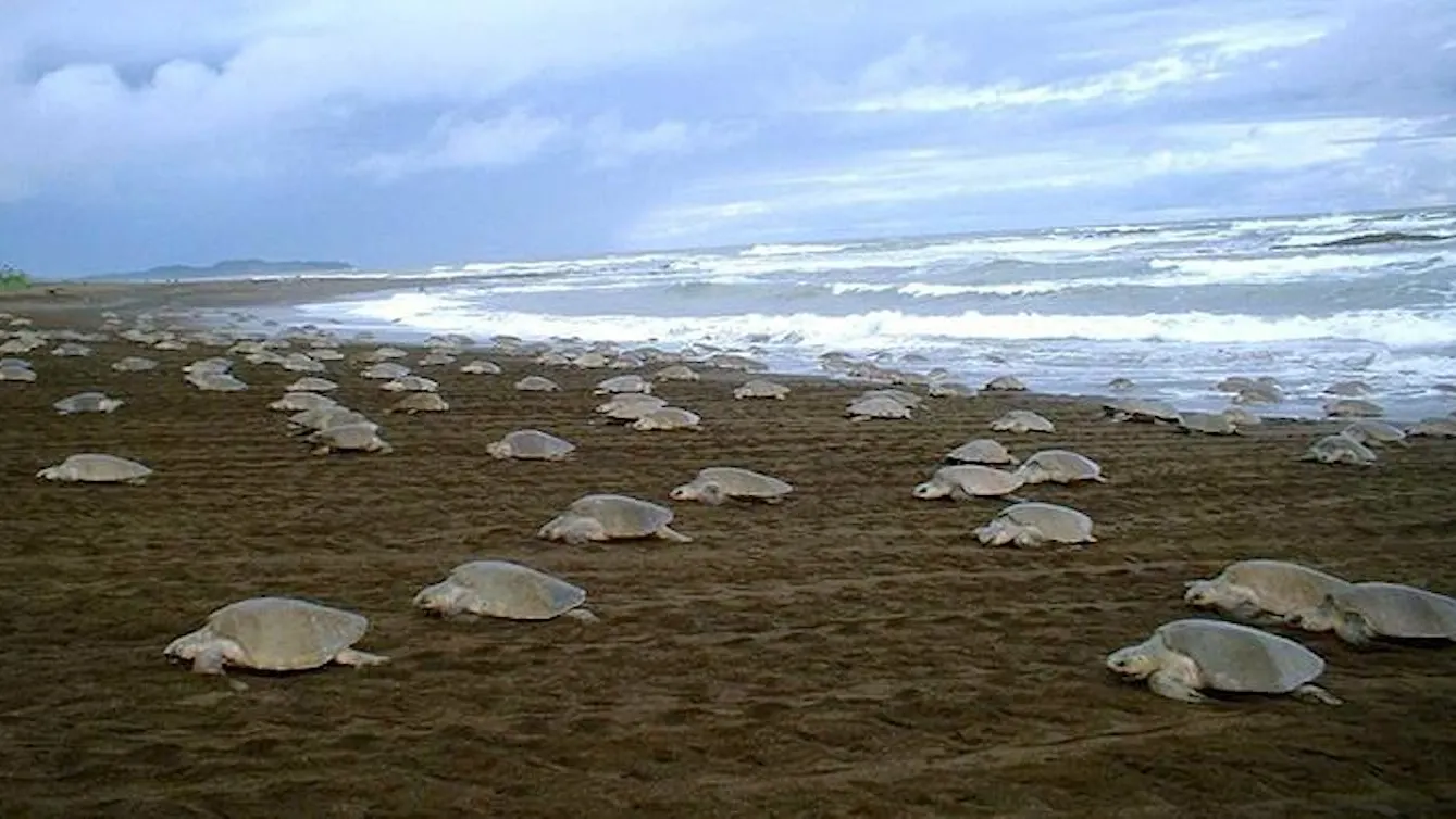 Turtle Power: How Conservation Efforts Have Sea Turtles on the Rise!