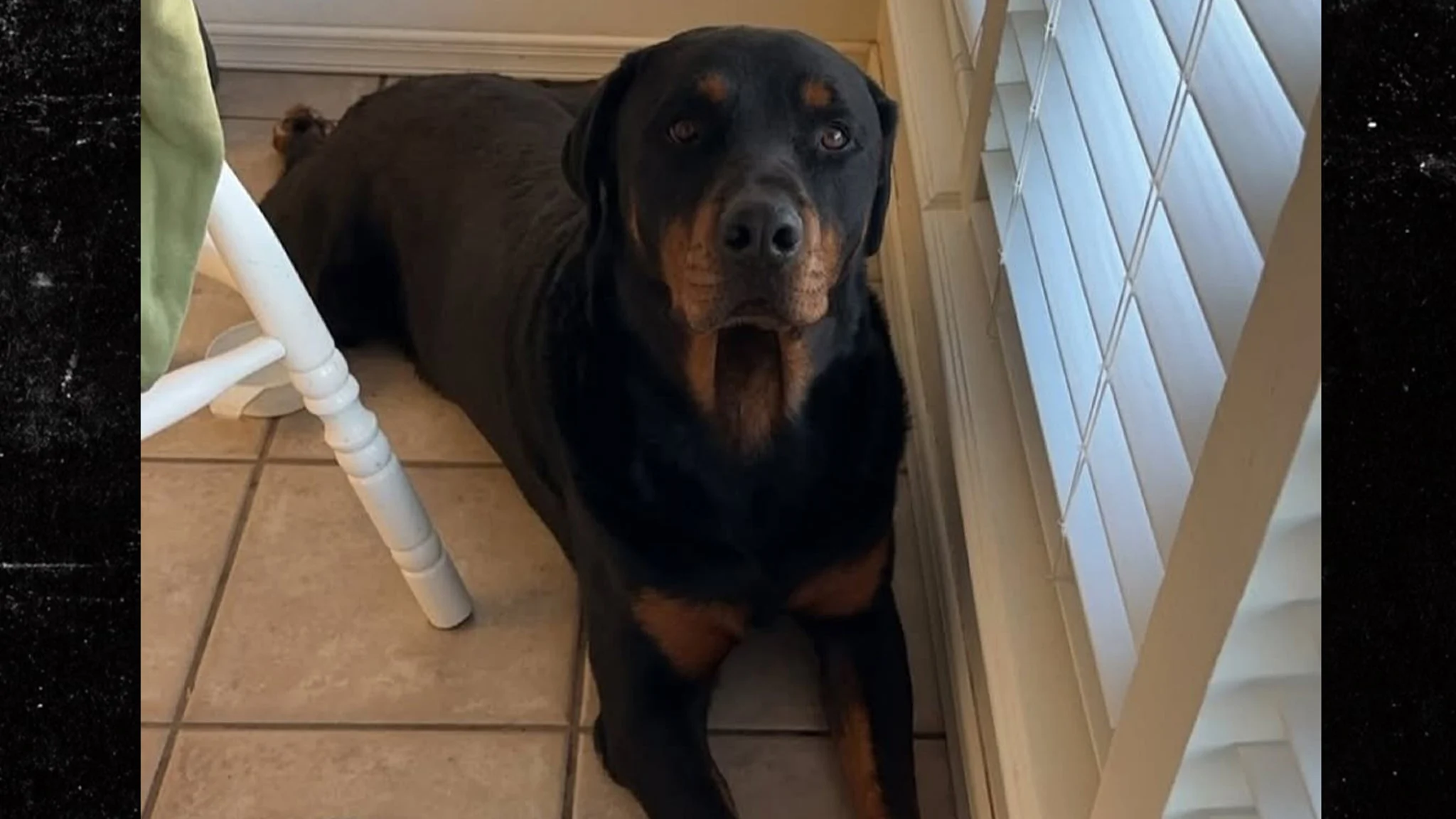 When Dog Days Turn Deadly: The Shocking Incident at a Texas Home