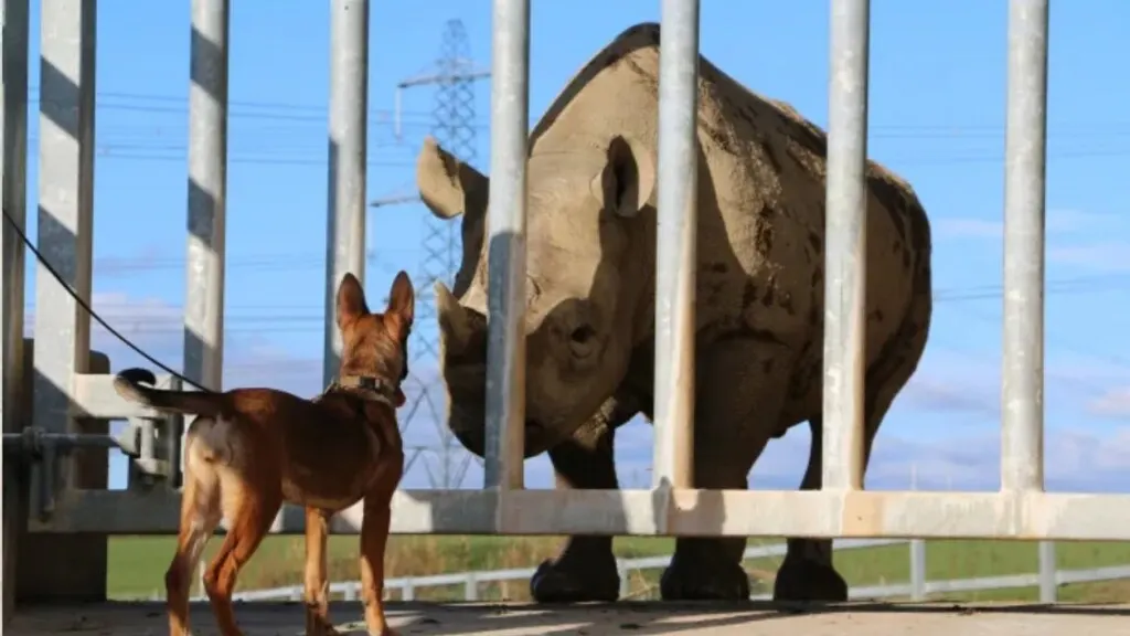 From Wales with Love: How Brave Pups are Fighting Wildlife Poachers