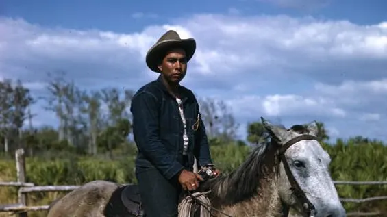 Cattle, Culture, and a 500-Year Legacy: The Seminoles' Epic Ranching Tale