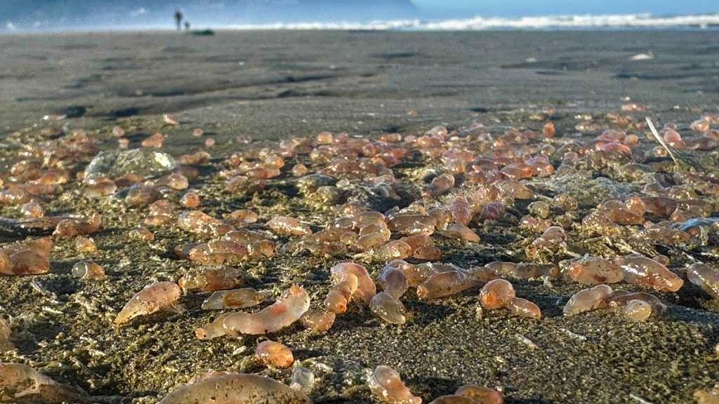 Sea Cucumber Crisis: Oregon Beach Turns into a Gelatinous Wonderland!