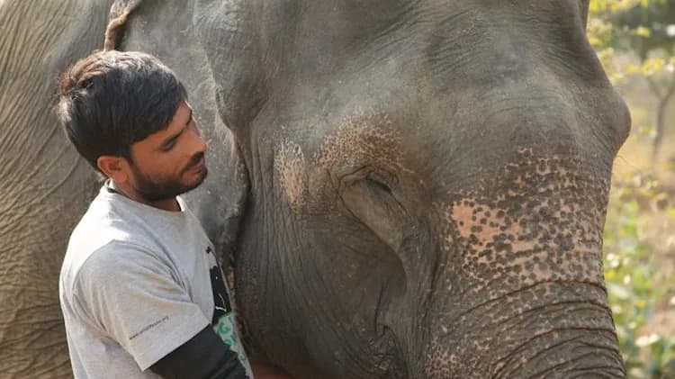 Elephants Get Their Shot: A Breakthrough Vaccine Against a Deadly Virus!