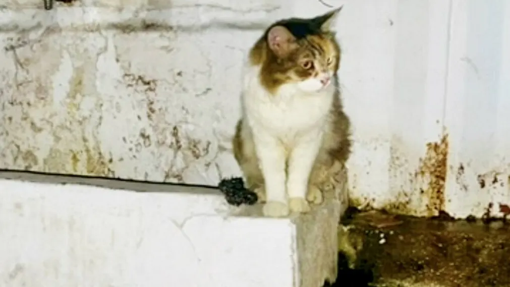 From Bathroom to Bliss: Meet the Cat Who Defied the Odds