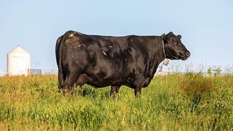 How Virtual Fencing Could Turn Cattle Ranching Upside Down!