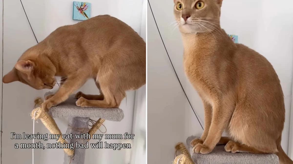 When Grandma’s Care Turns Feline—The Shocking Transformation of Sinbad the Cat!