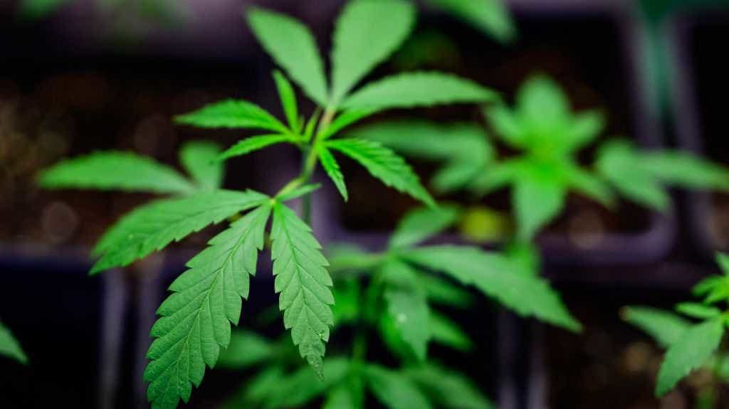 THC Treats: Students Fall Ill After Candy Mix-Up at Elementary School