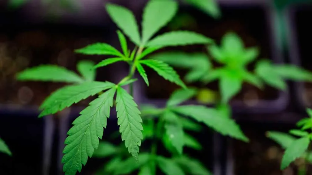 THC Treats: Students Fall Ill After Candy Mix-Up at Elementary School