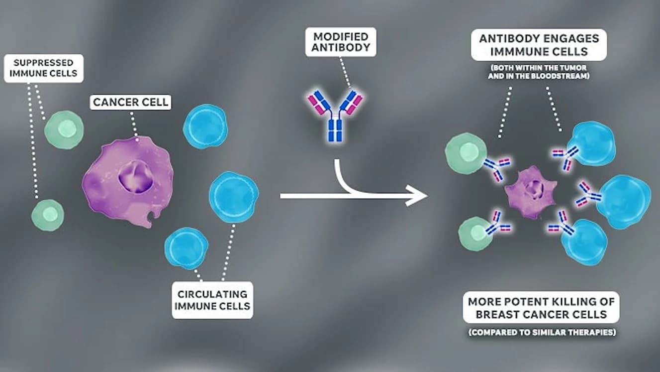 New Antibody Breakthrough Could Turn the Tide Against Treatment-Resistant Breast Cancer!