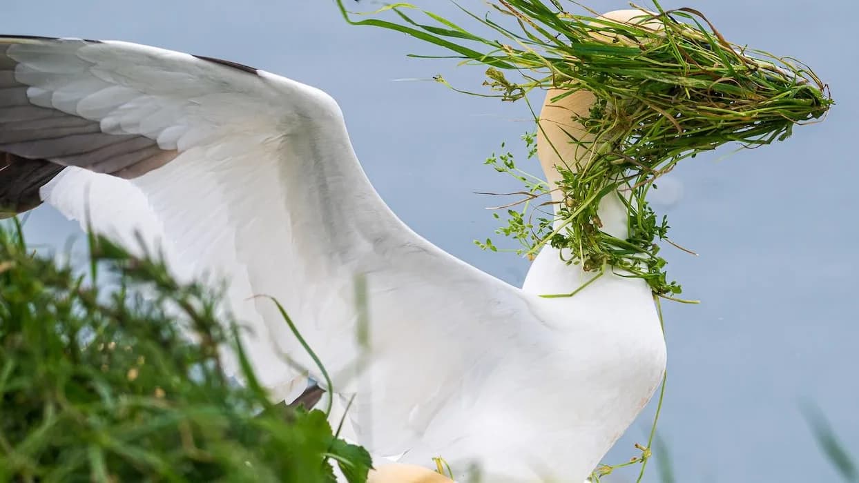 Wild Wonders: Comedy Wildlife Awards Unleash Hilarious Animal Antics!