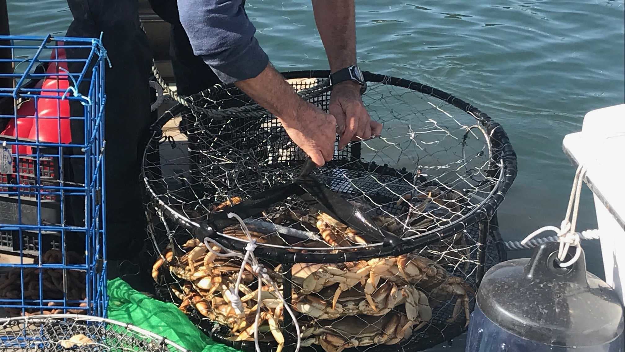 Crab Season Delayed: Whales and Turtles Create an Unexpected Seafood Drama!