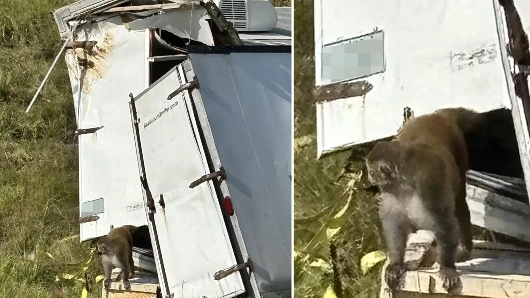Monkeying Around: The Wild Escape of a Herpes-Infested Primate in Mississippi!