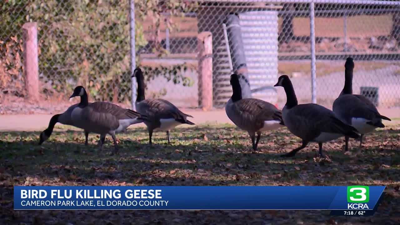 Geese Gone Wild: A Bird Flu Drama Unfolds at Cameron Park Lake!