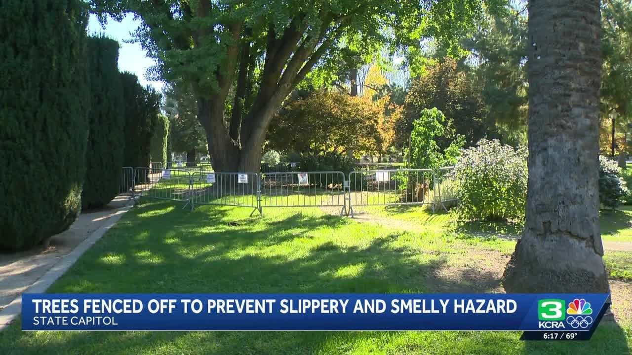 Falling Fruit Fiasco: Why the California Capitol is Fenced Off!