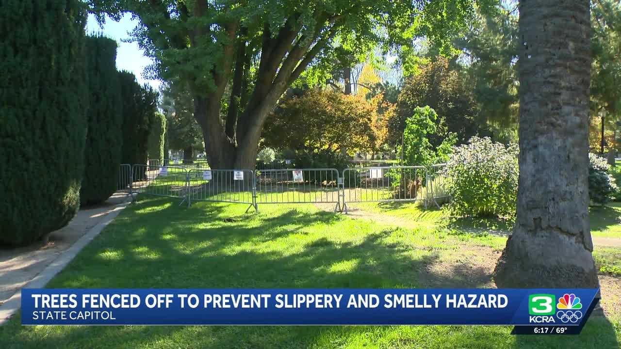Falling Fruit Fiasco: Why the California Capitol is Fenced Off!