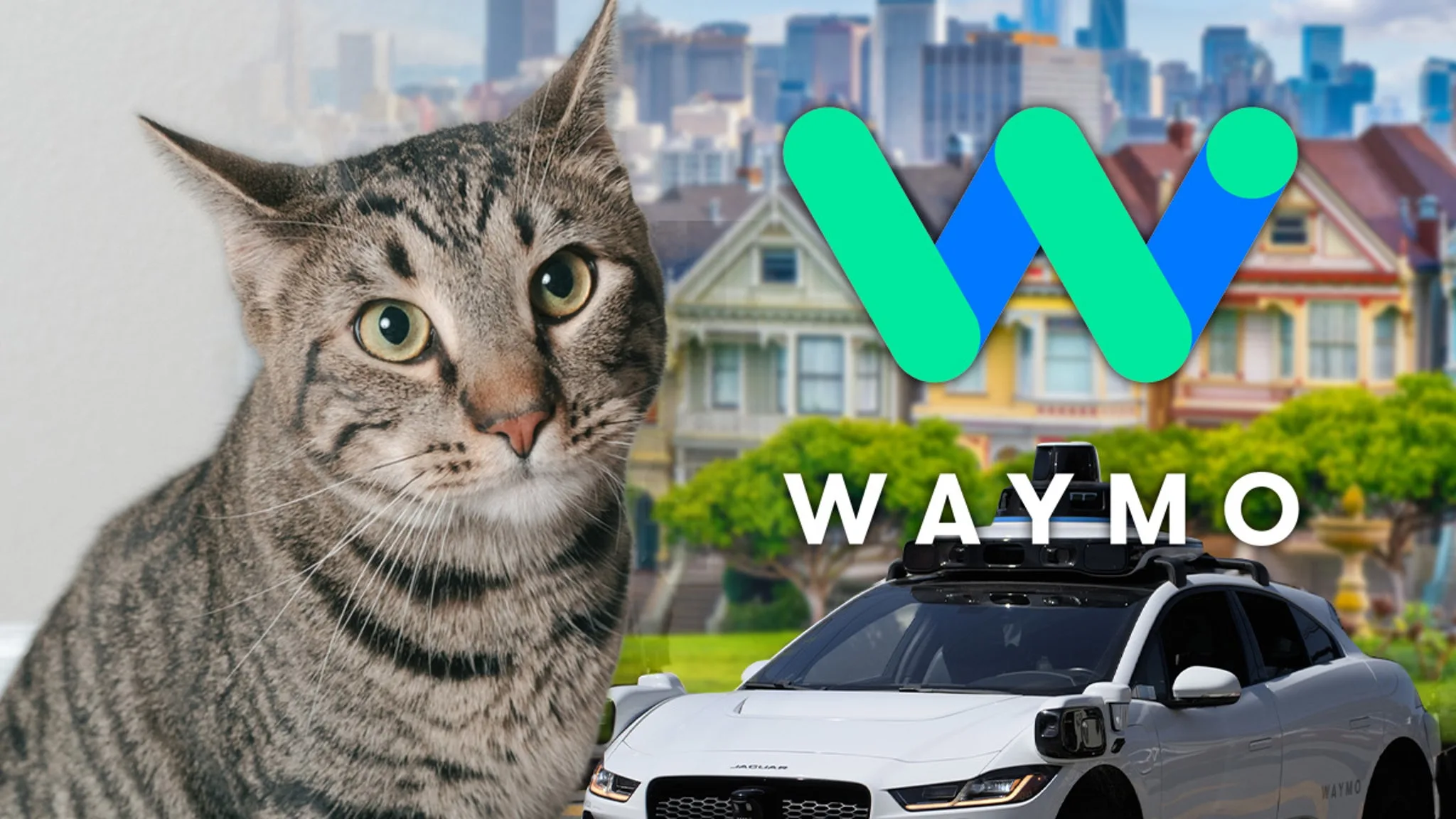When Robots and Cats Collide: A Tragic Tale from San Francisco
