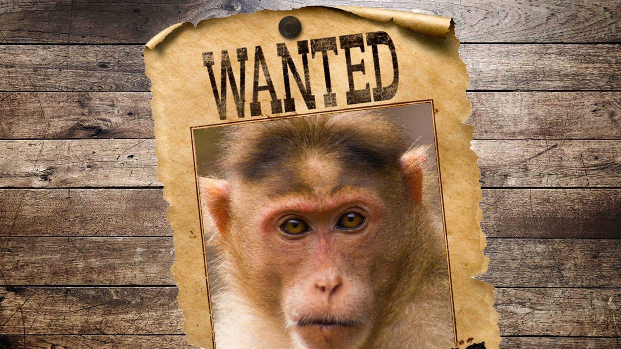 When Rhesus Monkeys Go Wild: A Truck Crash Story You Won't Wanna Miss!