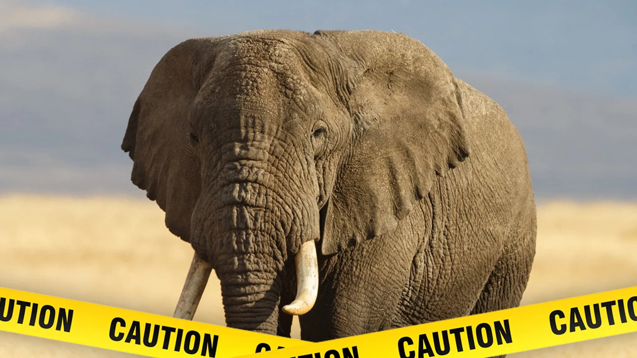 When Elephants Attack: A Logger's Tragic Encounter
