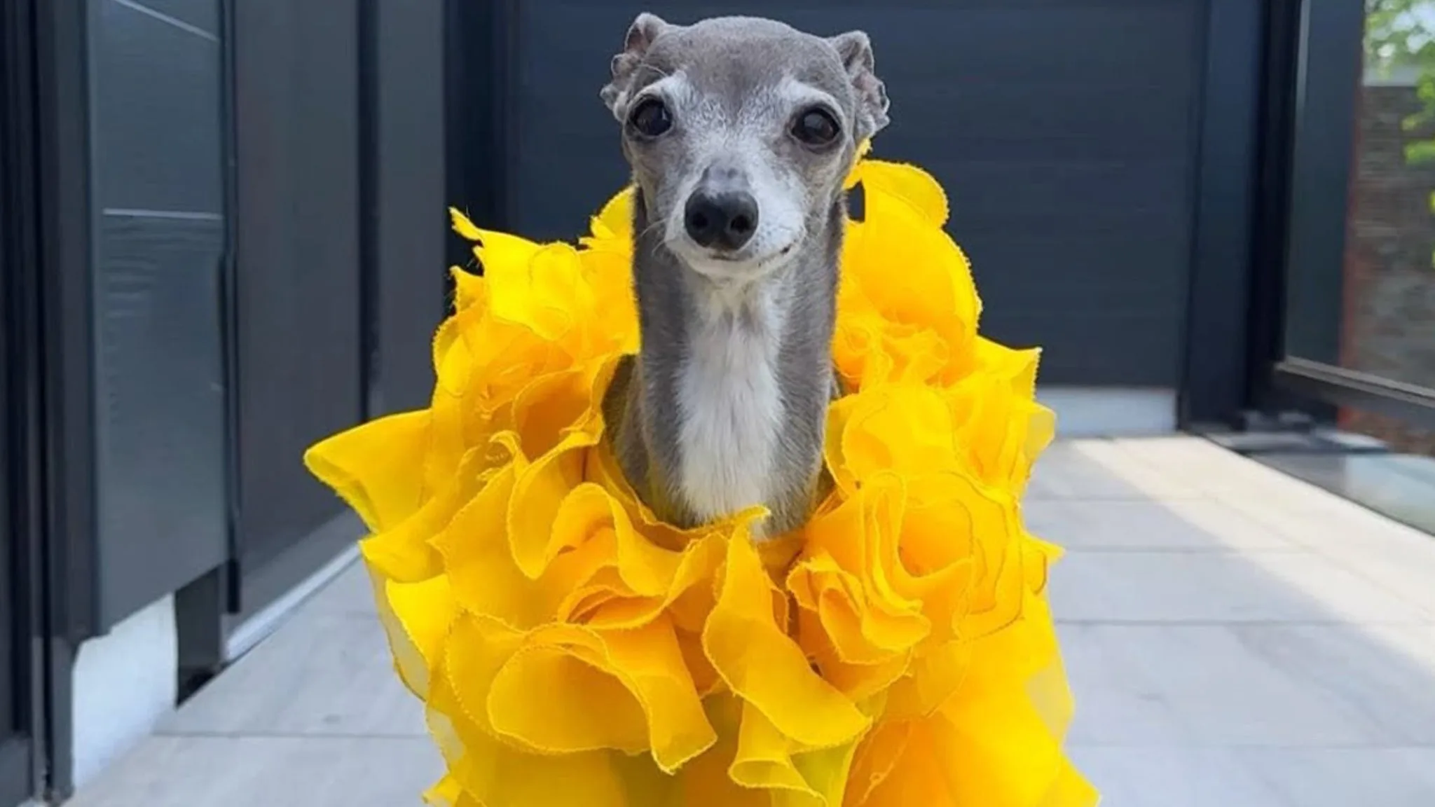 Fashion Forward and Forever in Our Hearts: Remembering Tika the Iggy