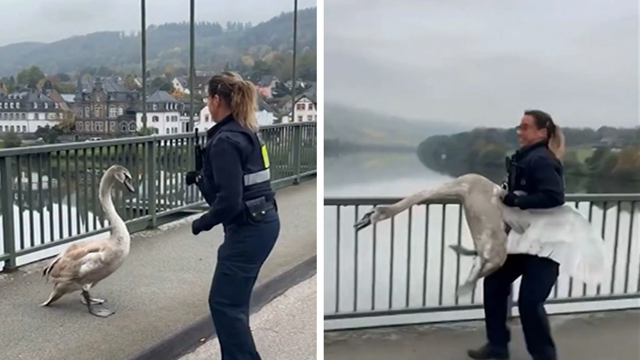 Swan Struggles: German Cop Rescues Grumpy Bird from Traffic Chaos!