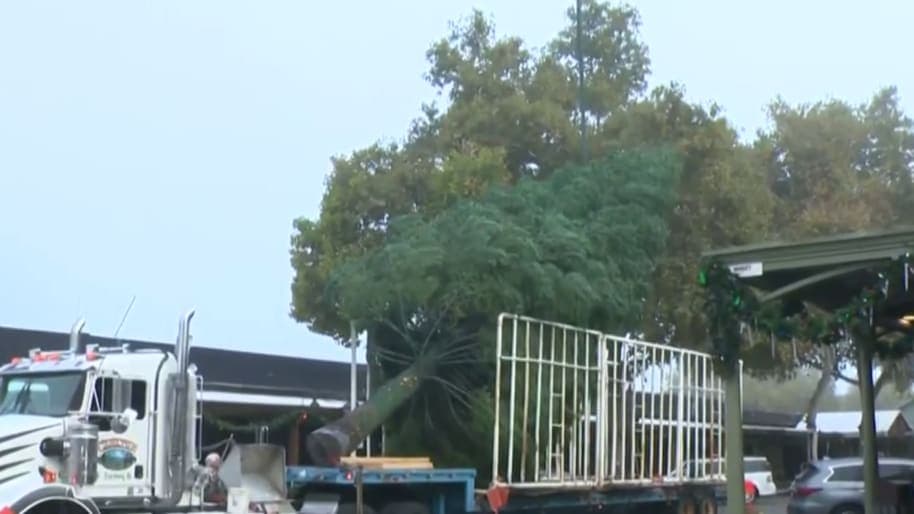 A 60-Foot Festive Giant: Old Sacramento's Tree Takes Center Stage!