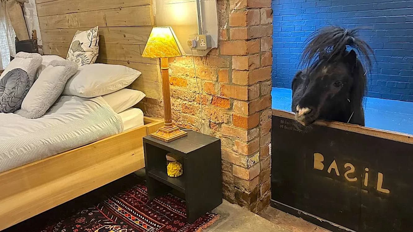 Sleepover with a Shetland: This Airbnb Will Horse-ify Your Staycation!