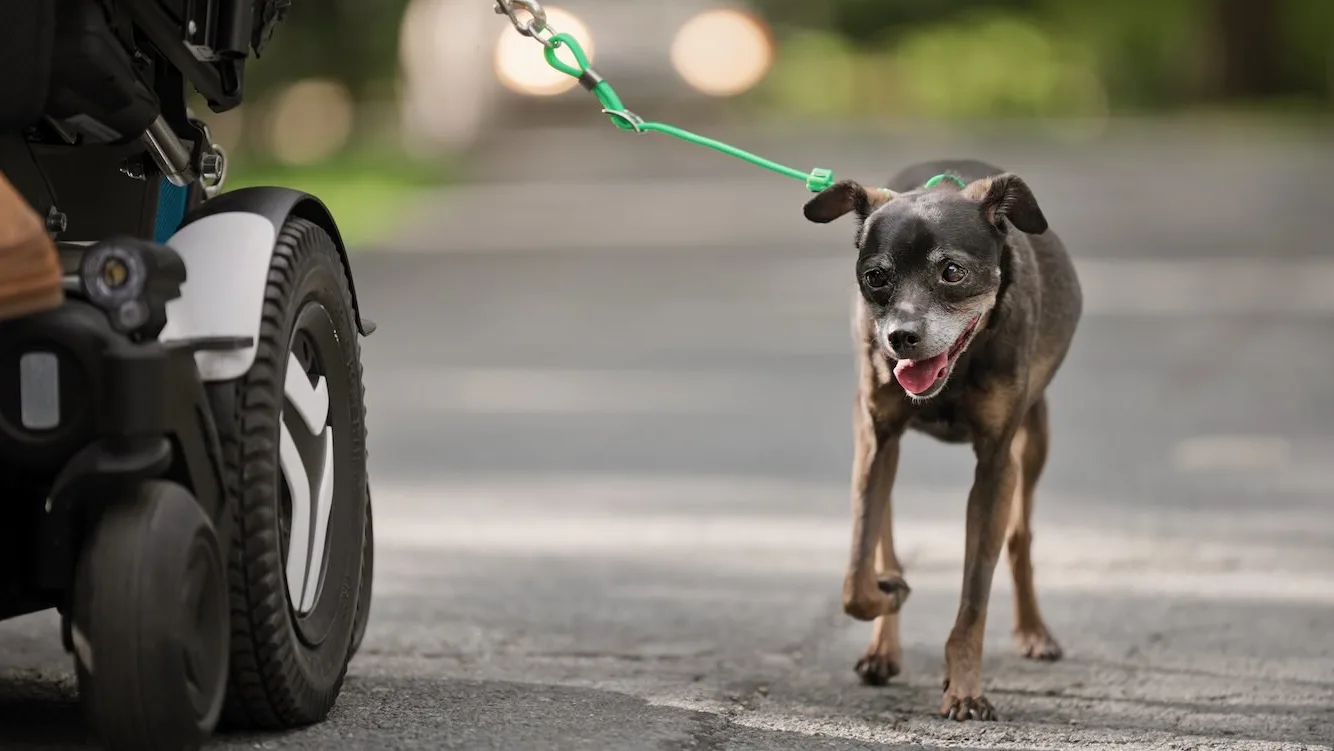 A Leash of Hope: How Chewy Claus Made a Dog's Wish Come True from a Wheelchair
