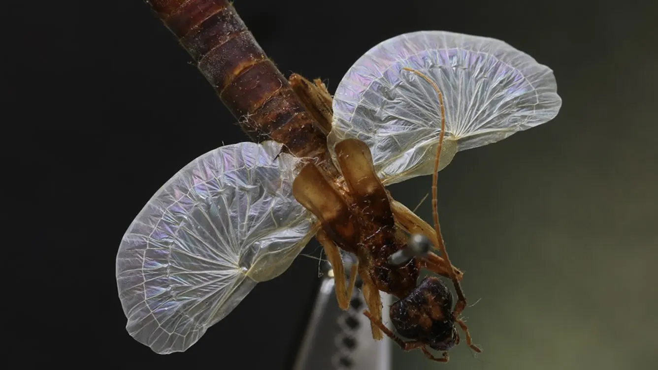 How Nature's 'Origami' Creatures Are Inspiring the Future of Tech!