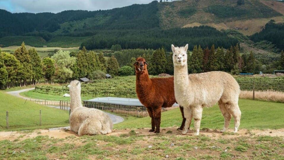 Nanobodies from Alpacas: The Unexpected Heroes in Alzheimer's Research!