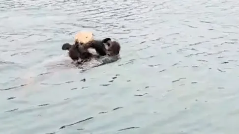 Caught on Camera: The Heartwarming Reunion of a Sea Otter Pup and Its Mom