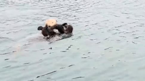 Caught on Camera: The Heartwarming Reunion of a Sea Otter Pup and Its Mom