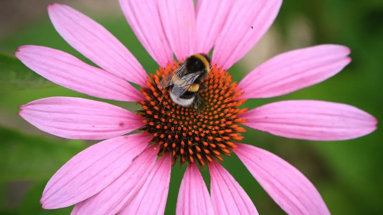 Bumblebees Buzz Into the Spotlight: Learning Morse Code Like Pros!