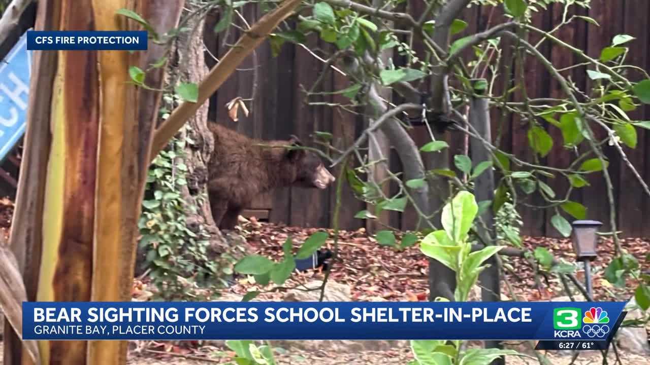 Bear Necessities: A School Lockdown Story You’ll Want to Hear!