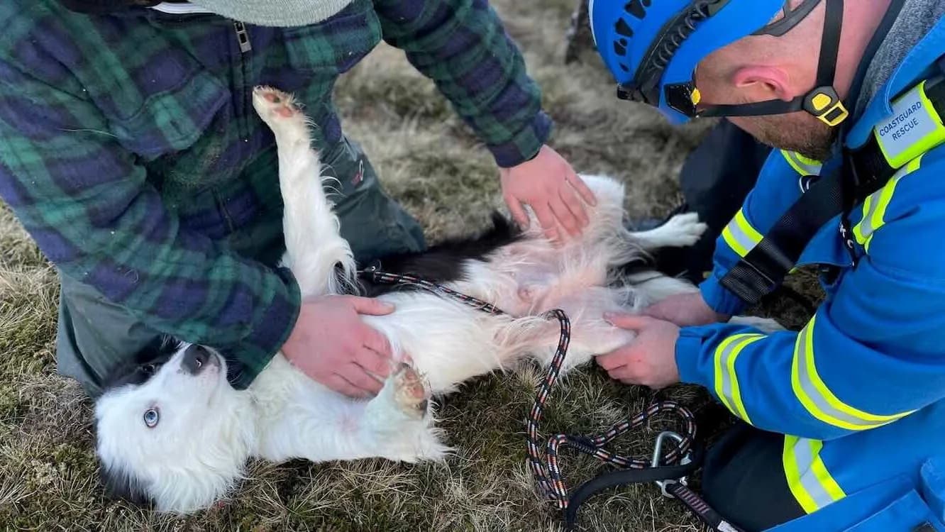 Collie Takes a Plunge: A 100-Foot Rescue Story That’ll Wag Your Tail!