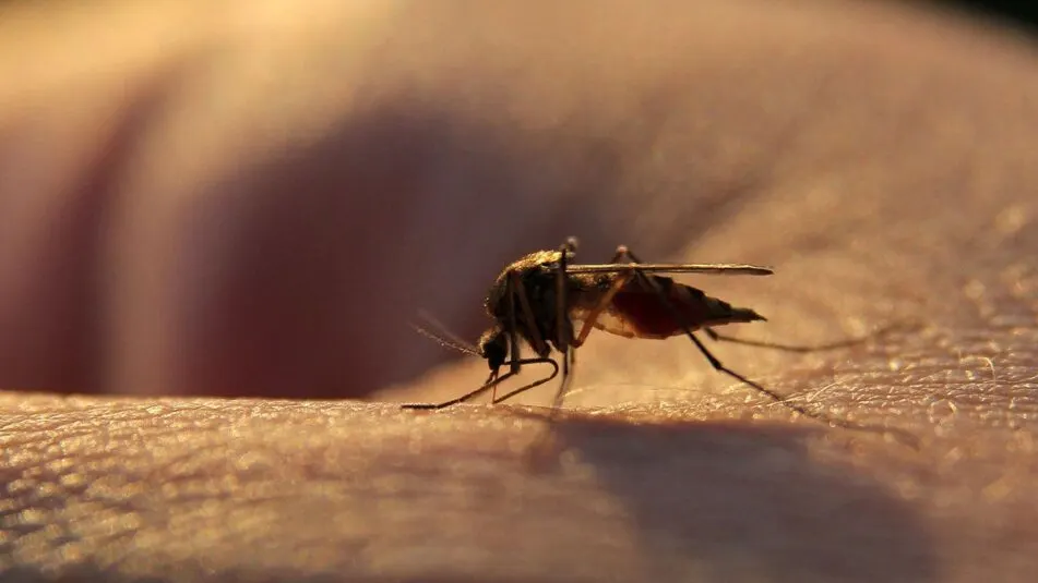A New Tune in the Fight Against Malaria: The Game-Changing Drug You've Never Heard Of!