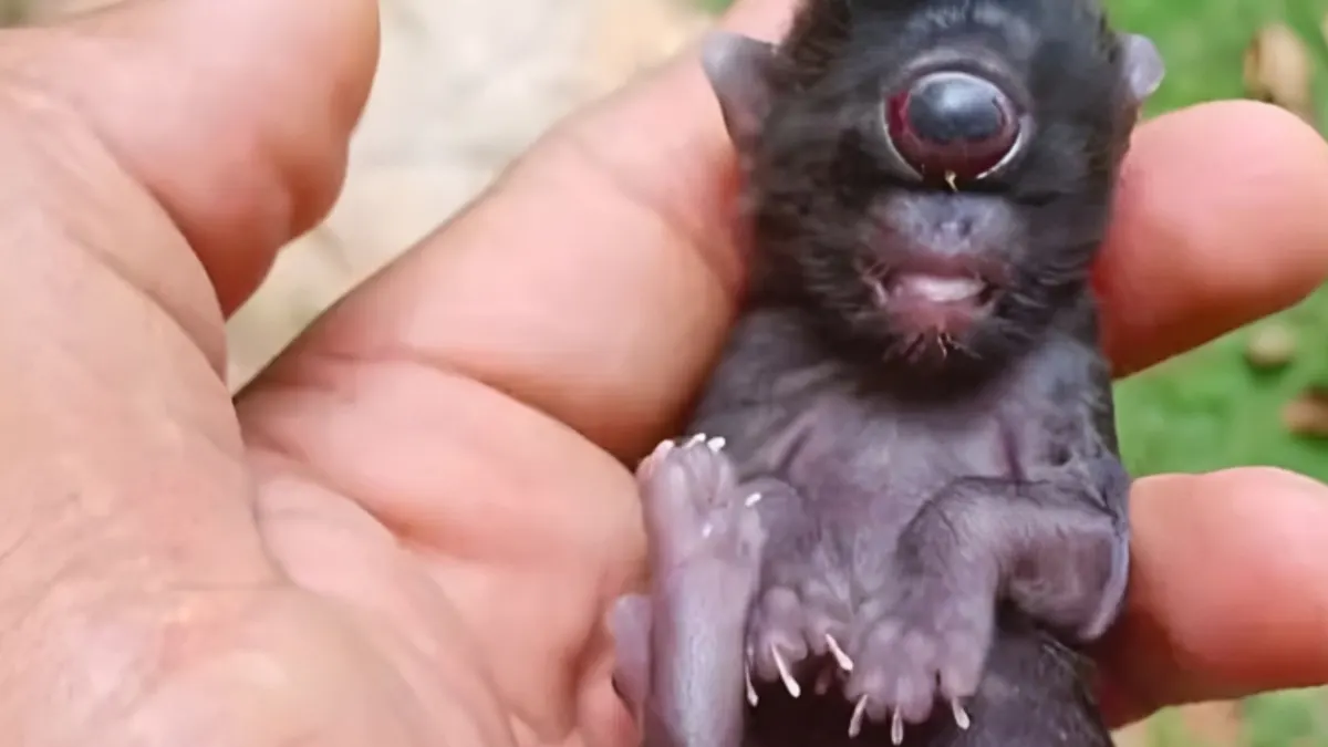 When Nature Goes Awry: Meet the Cyclops Kitten Born in Brazil