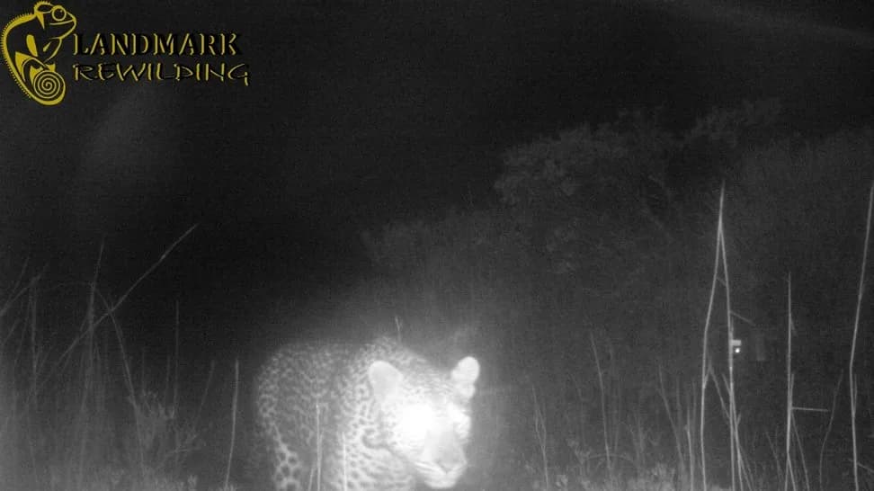 Leopards Make a Dramatic Comeback in South Africa After 170 Years!