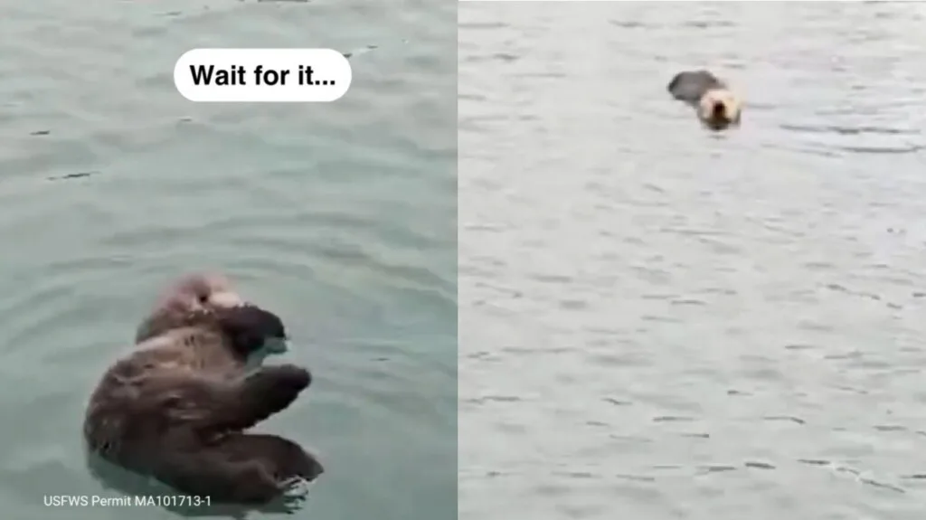Caterpillar the Sea Otter: A Rescue Story That Will Make You Swoon!