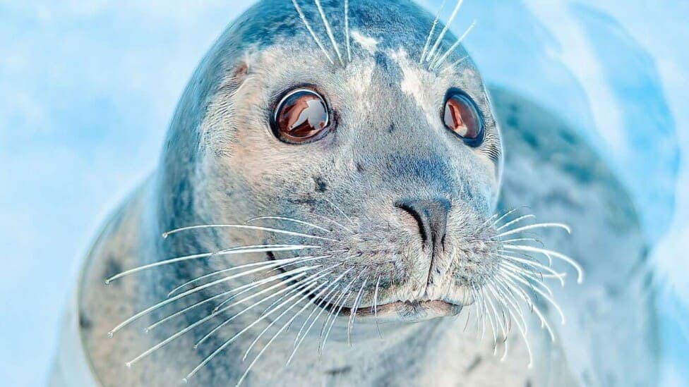 Seal of Approval: The Unlikely Hero Who Outwitted Orcas in Style
